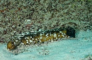Bohadschia marmorata-Praslin Baie chevalier-15m-20190610-Denis-ADER-DSC_9009_tn